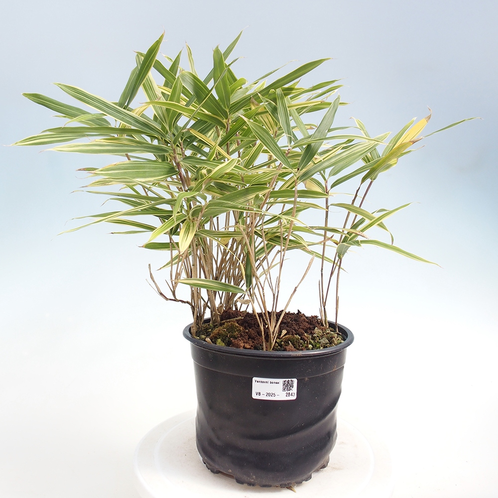 Bonsaï d'extérieur - Sasaella masamuneana Albostriata - Bambou