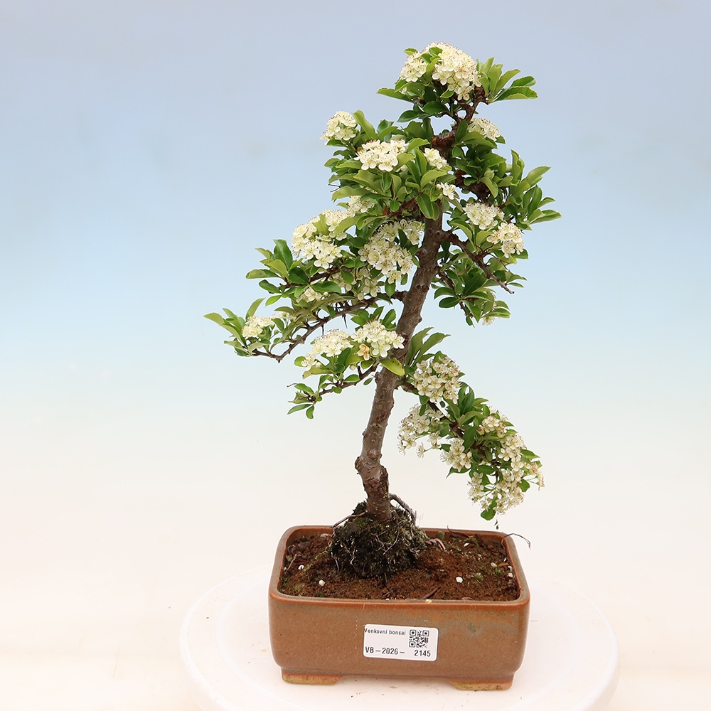 Bonsaï d'extérieur - Pyracantha teton - Pyracantha