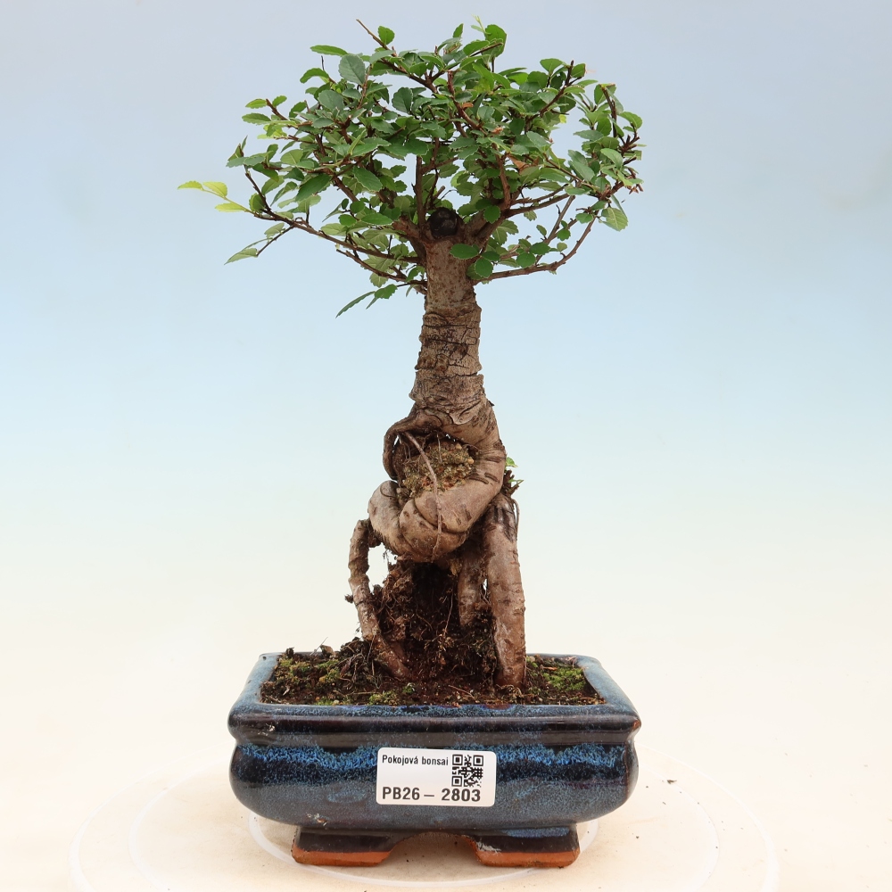 Bonsaï de chambre - Ulmus parvifolia - Orme à petites feuilles