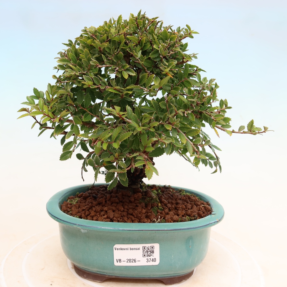 Bonsaï d'extérieur - Zelkova - Zelkova NIRE
