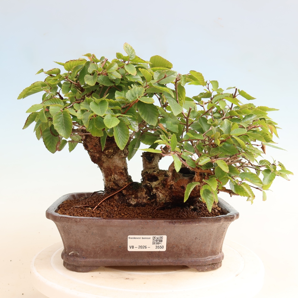 Bonsaï d'extérieur -Carpinus CARPINOIDES - Charme de Corée