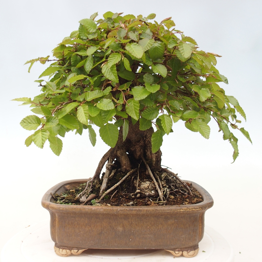 Bonsaï d'extérieur -Carpinus CARPINOIDES - Charme de Corée