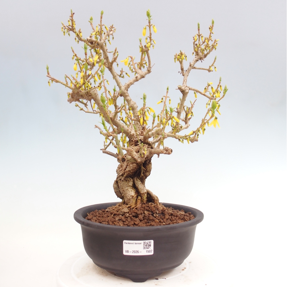 Bonsaï d'extérieur - Zlatice - Forsythia koreana