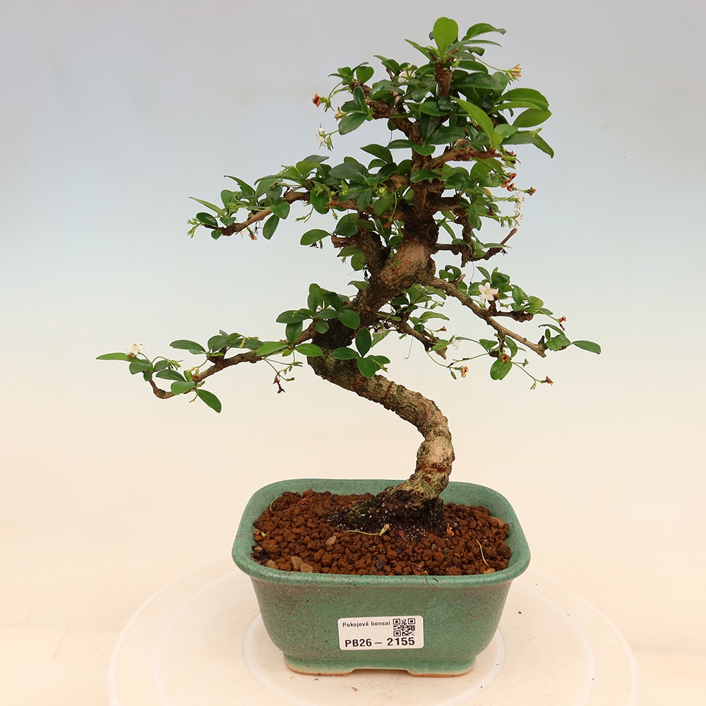 Bonsaï de chambre - Carmona macrophylla - Tea fuki
