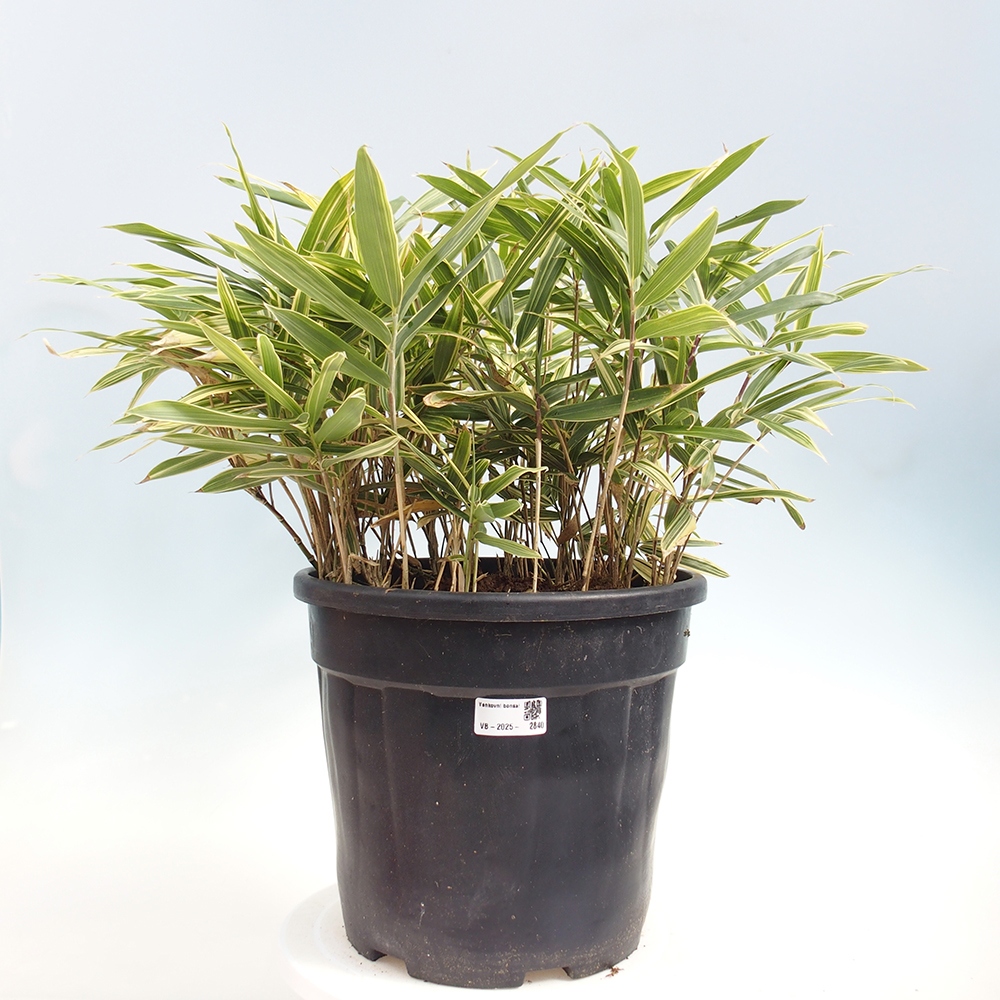 Bonsaï d'extérieur - Sasaella masamuneana Albostriata - Bambou