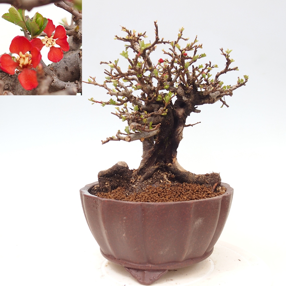 Bonsaï d'extérieur - Chaneomeles speciosa - Coing