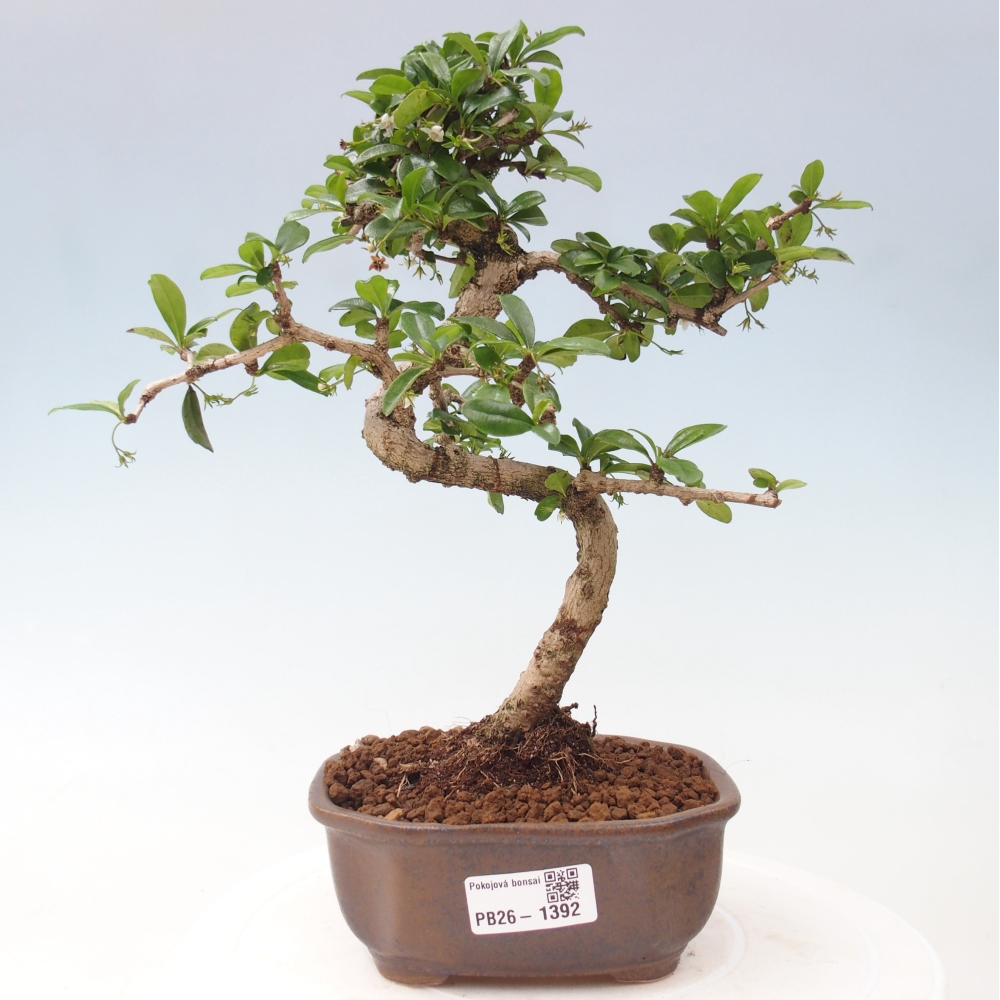 Bonsaï de chambre - Carmona macrophylla - Tea fuki
