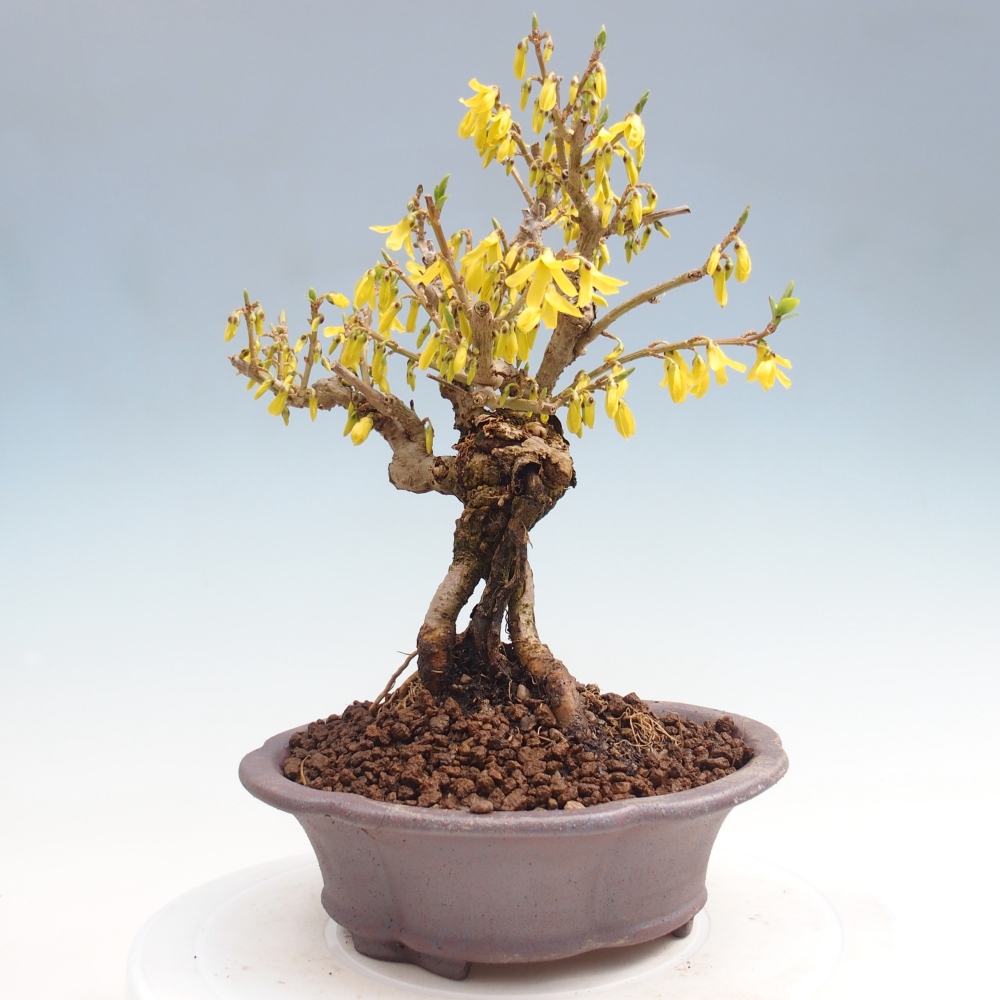 Bonsaï d'extérieur - Zlatice - Forsythia koreana