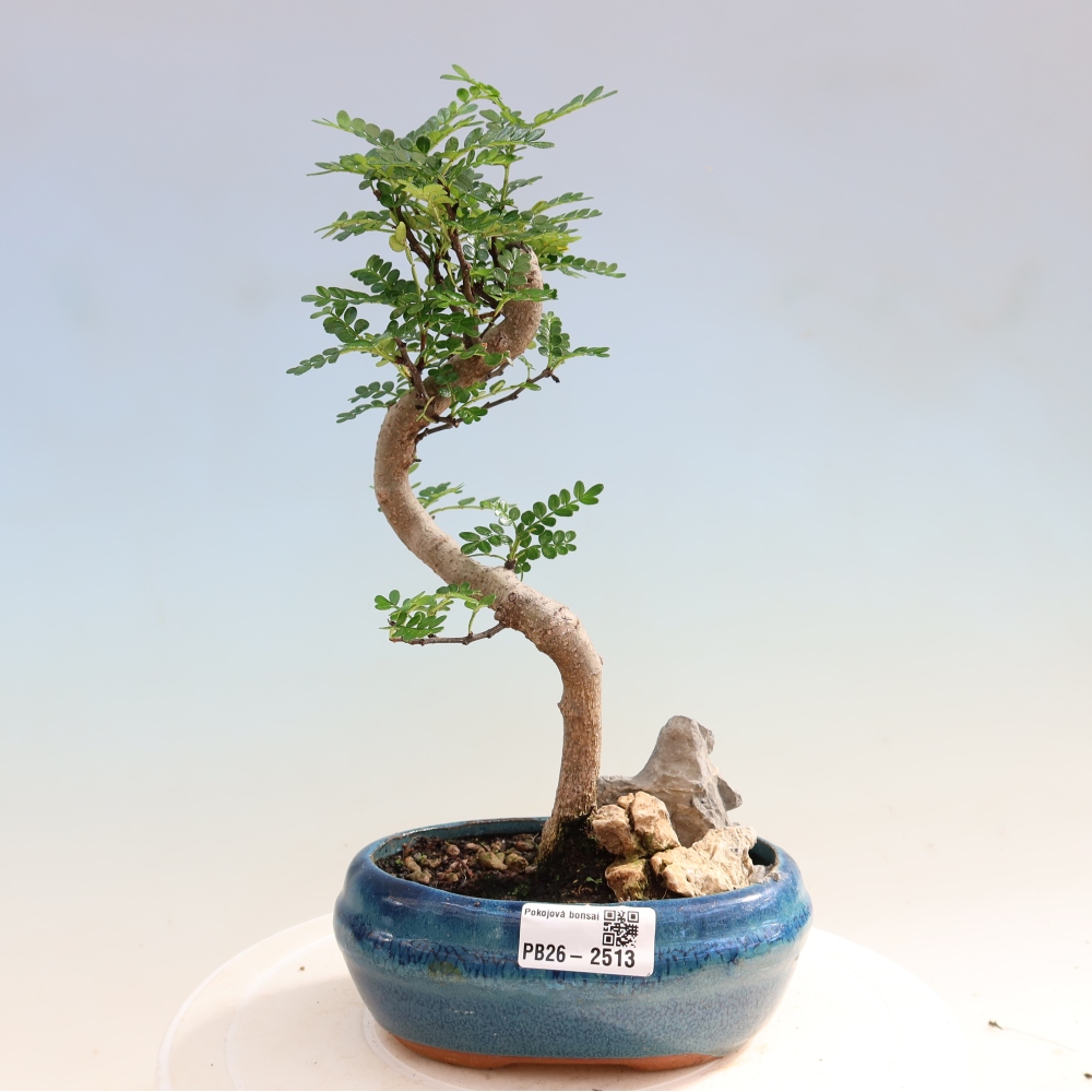 Salle bonsaï - Zantoxylum piperitum - arbre à poivre