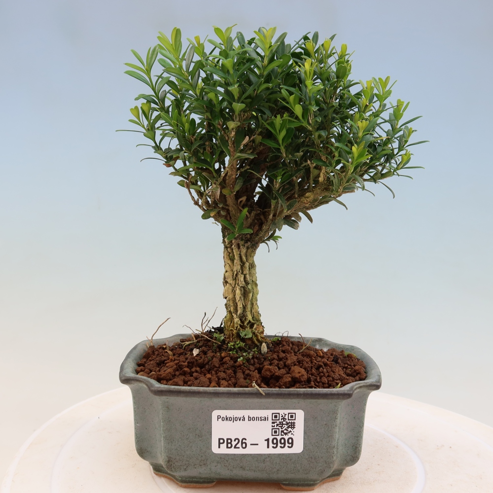 Bonsaï de chambre - Buxus harlandii - buxus liège