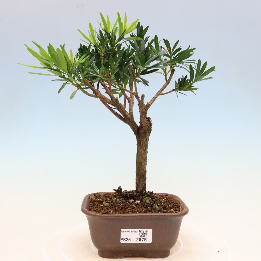 Salle bonsaï - Podocarpus - If en pierre