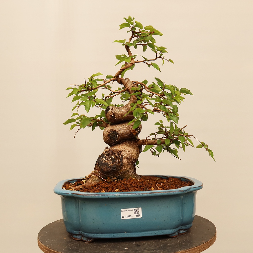 Bonsaï d'extérieur -Carpinus Coreana - Charme de Corée