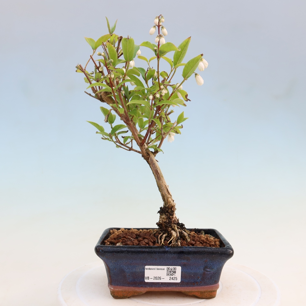 Bonsaï d'extérieur - Deutzia scabra Candidissima - Trojpuk