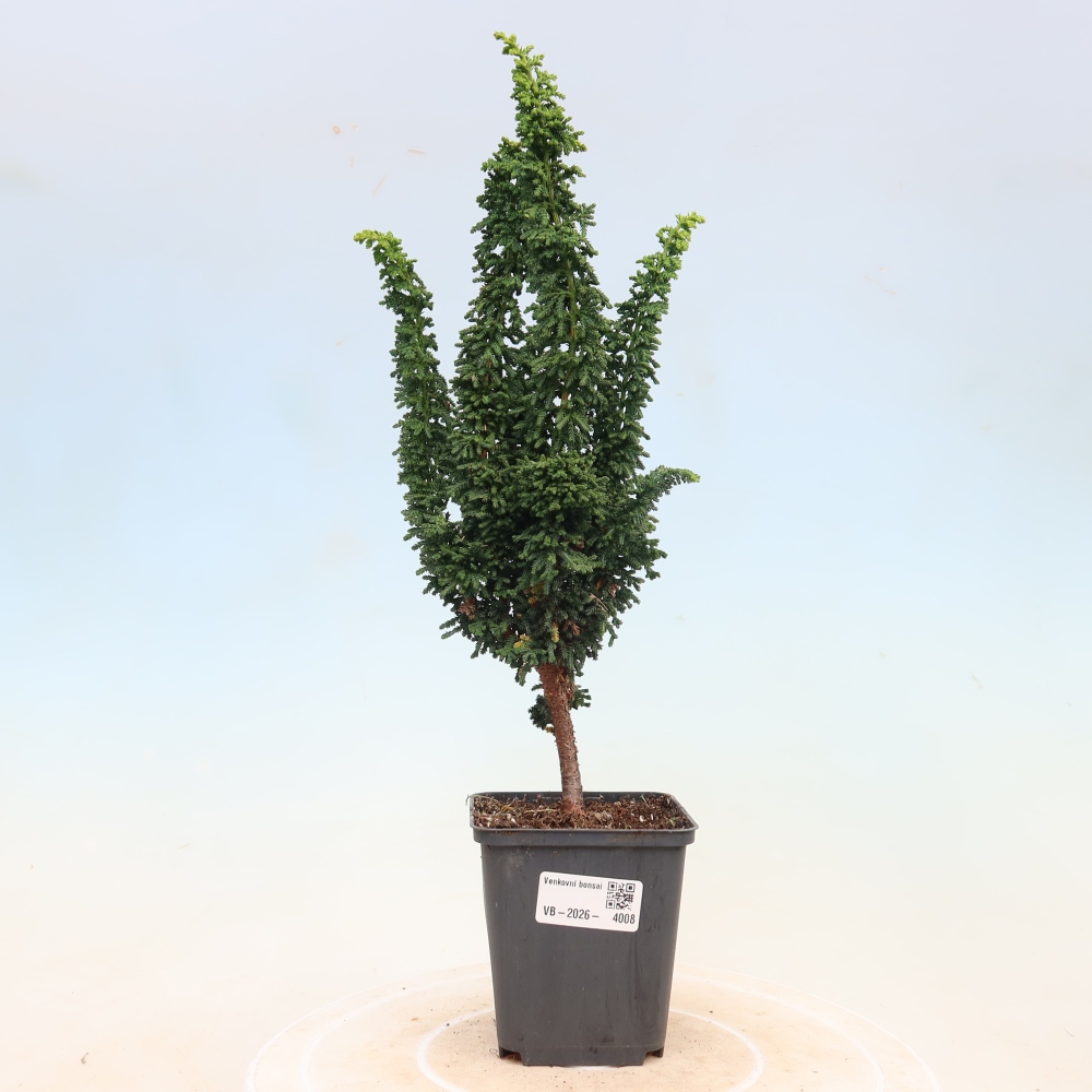 Bonsaï d'extérieur - Cham. obtusa SEKKA HINOKI - Cyprès