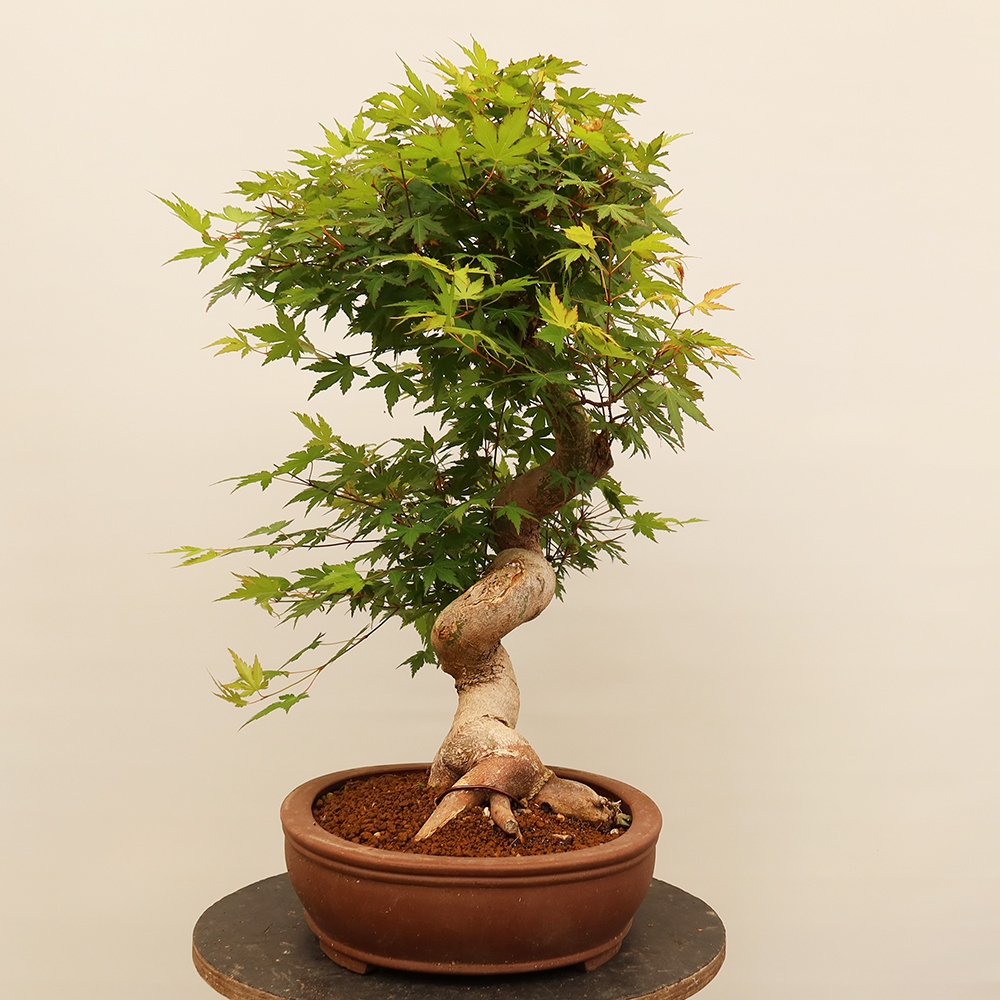 Bonsaïs d'extérieur - Maple palmatum - Palmiers