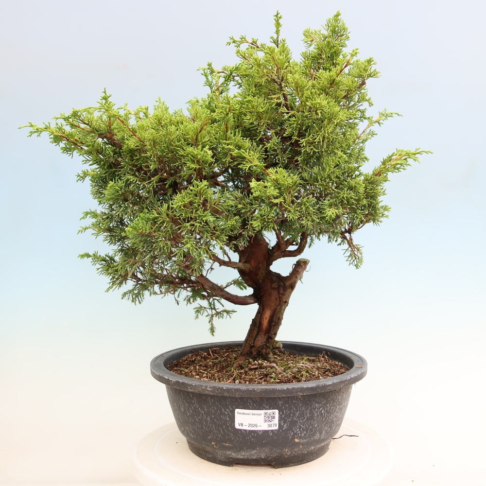 Bonsaï d'extérieur - Juniperus chinensis Itoigawa-Juniperus chinensis