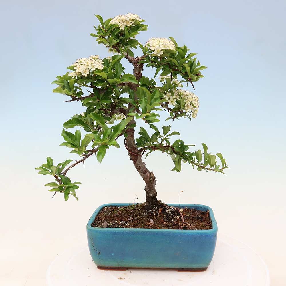 Bonsaï d'extérieur - Pyracantha teton - Pyracantha écarlate