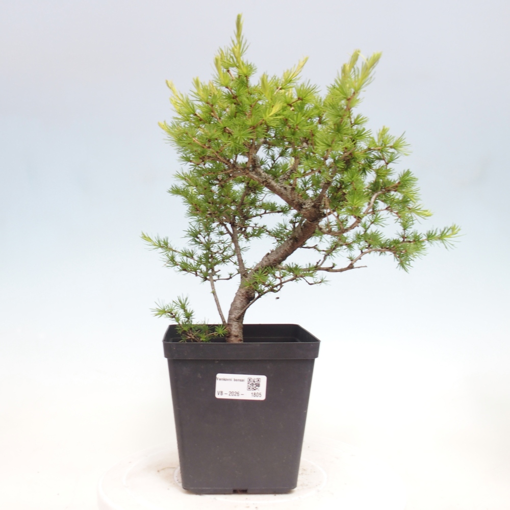 Bonsaï d'extérieur -Larix decidua - Mélèze