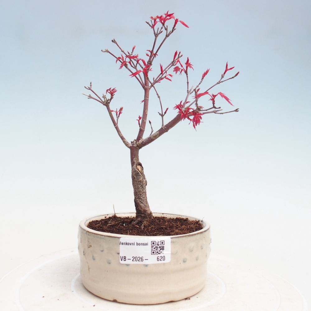 Bonsaï d'extérieur - Acer palmatum DESHOJO
