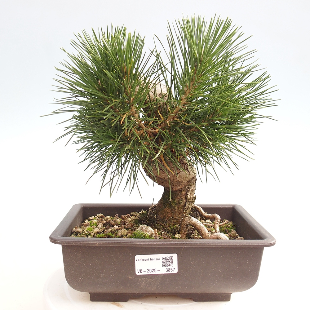 Bonsaï d'extérieur - Pinus thunbergii - Pin de Thunberg