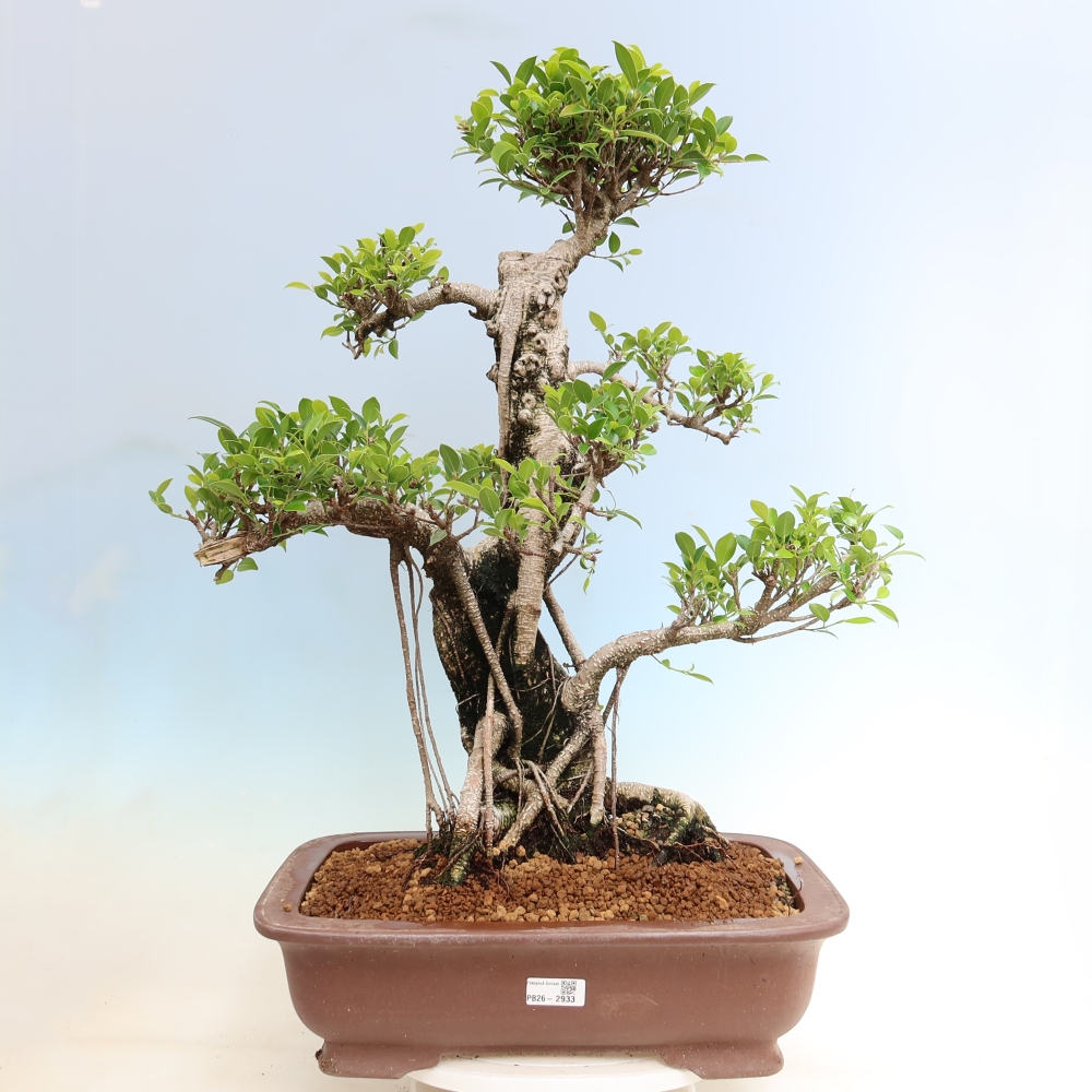 Salle bonsaï - Ficus kimmen - ficus à petites feuilles
