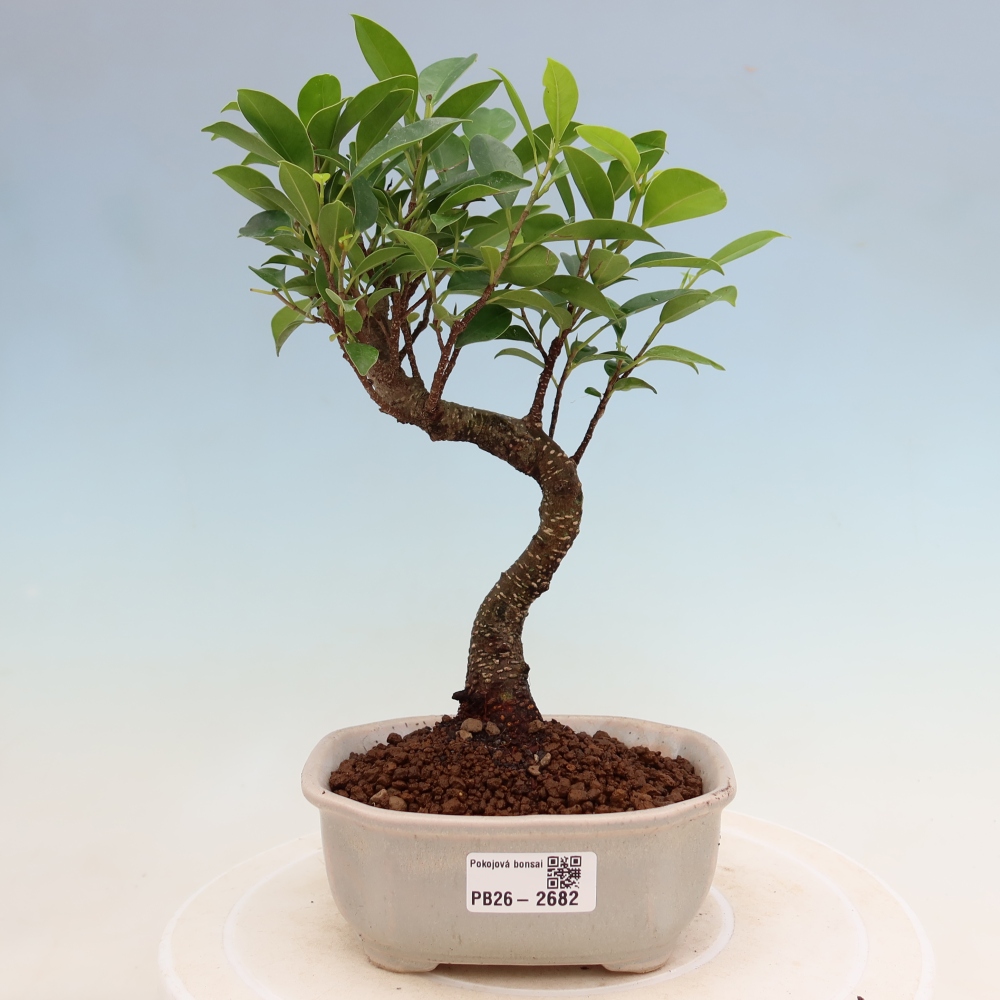 Salle bonsaï - Ficus kimmen - ficus à petites feuilles