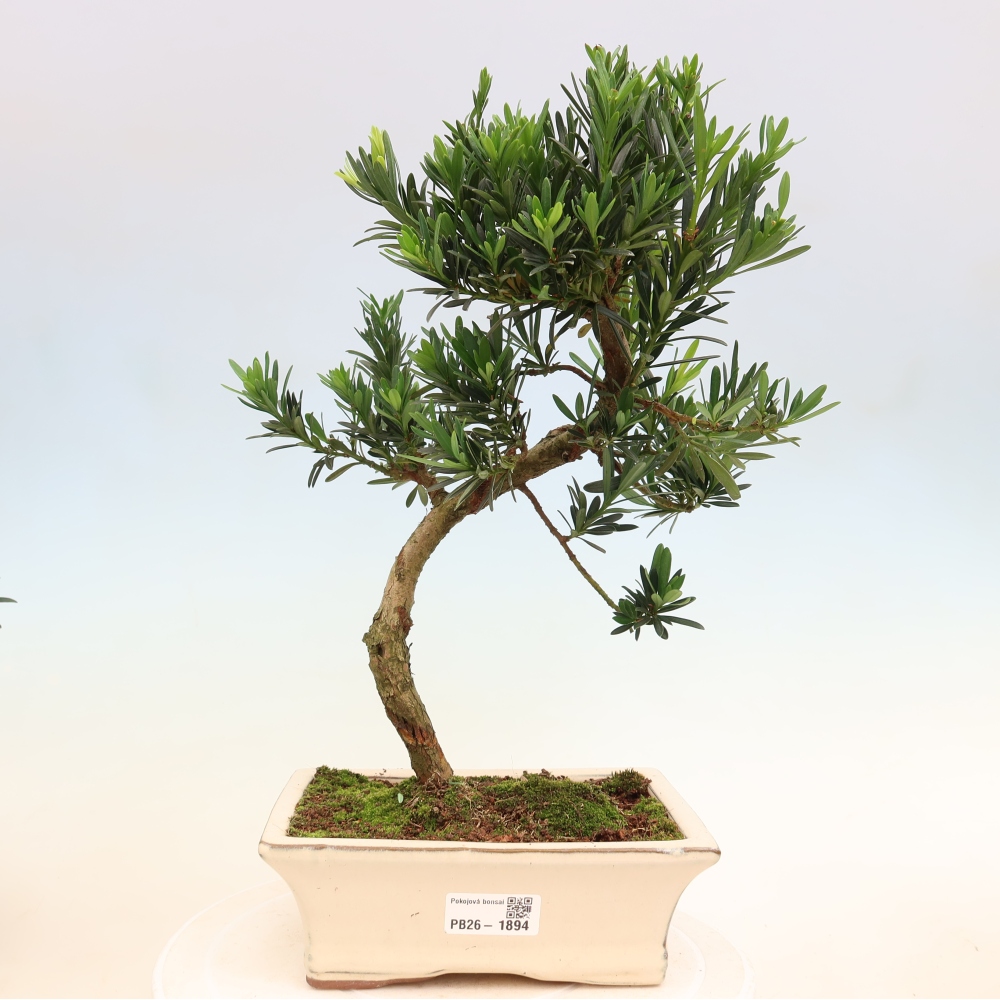 Salle bonsaï - Podocarpus - If en pierre
