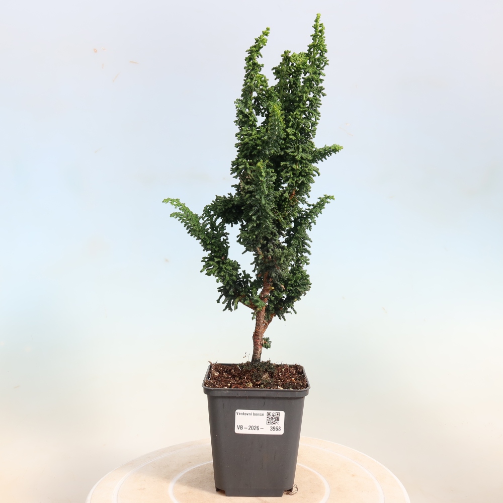 Bonsaï d'extérieur - Cham. obtusa SEKKA HINOKI - Cyprès