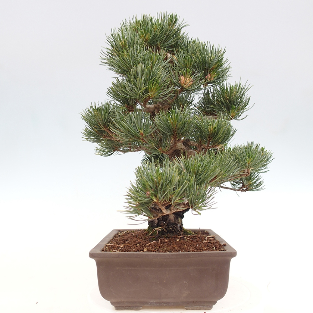 Bonsaï d'extérieur - Pinus parviflora - Pinus parviflora