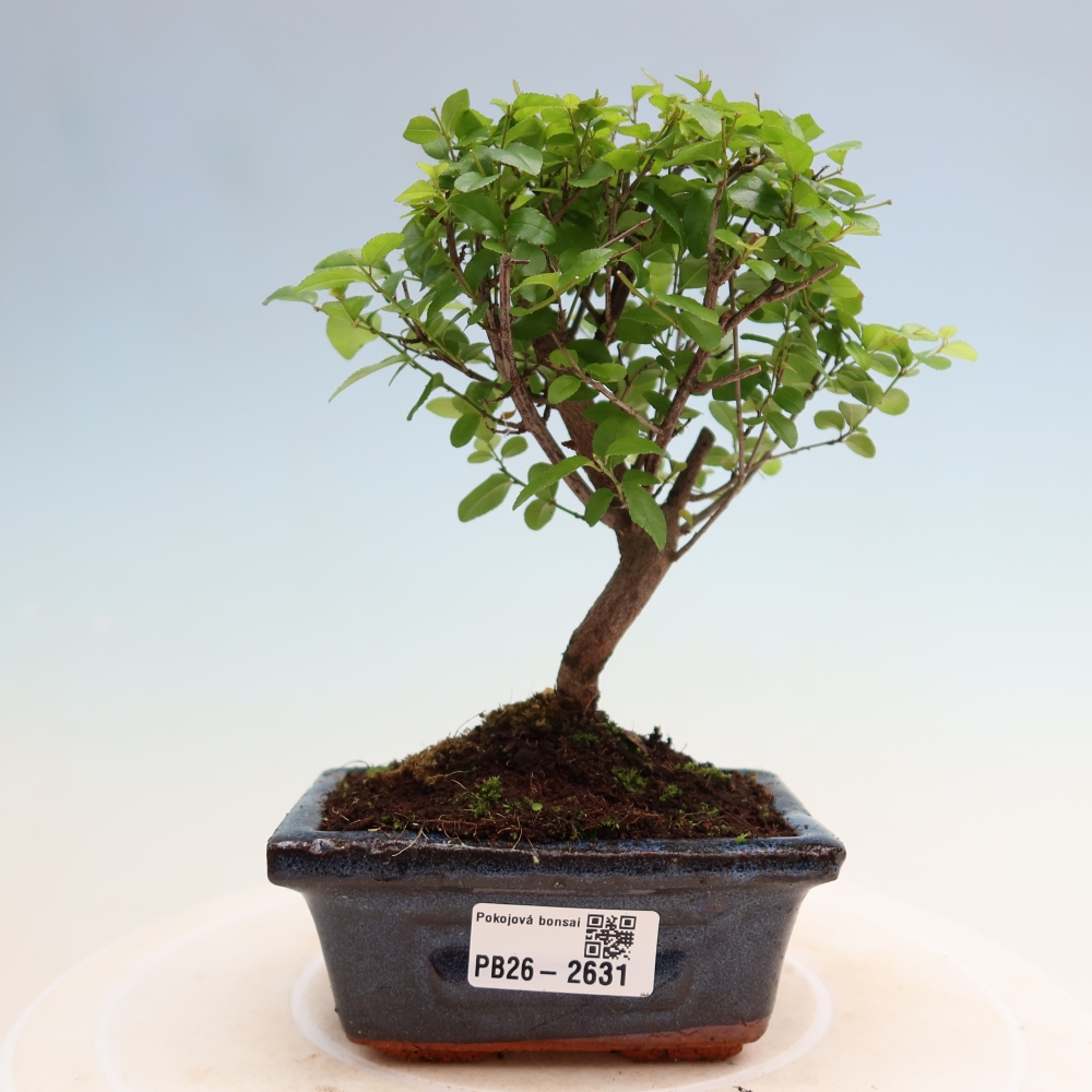 Bonsaï de chambre - Sageretia thea - Sageretia thea