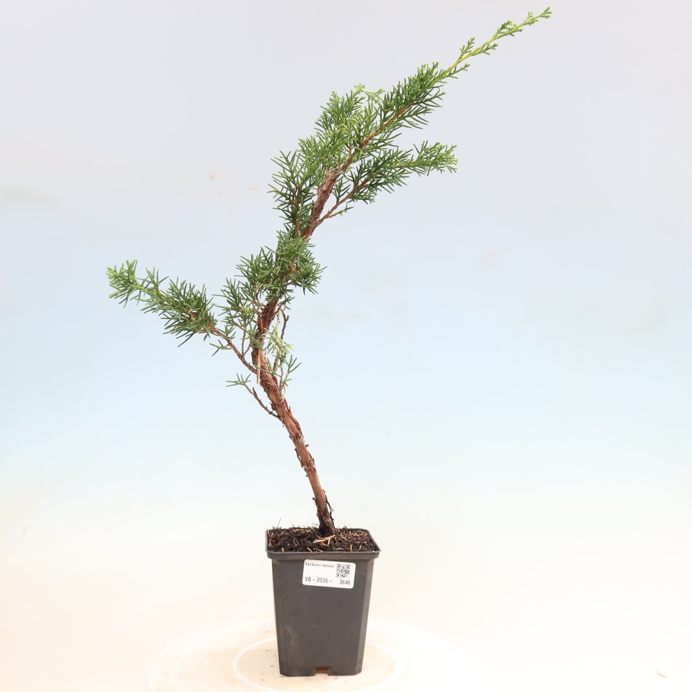 Bonsaï d'extérieur - Juniperus chinensis Kishu