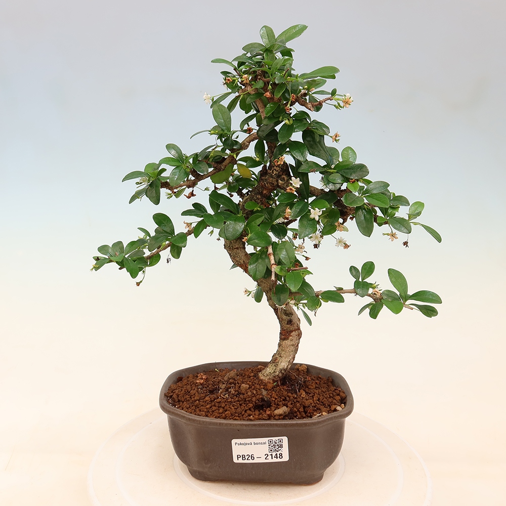 Bonsaï de chambre - Carmona macrophylla - Tea fuki