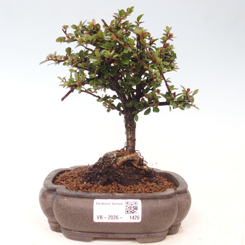 Bonsaï d'extérieur - Cotoneaster horizontalis - Rocky Mountain
