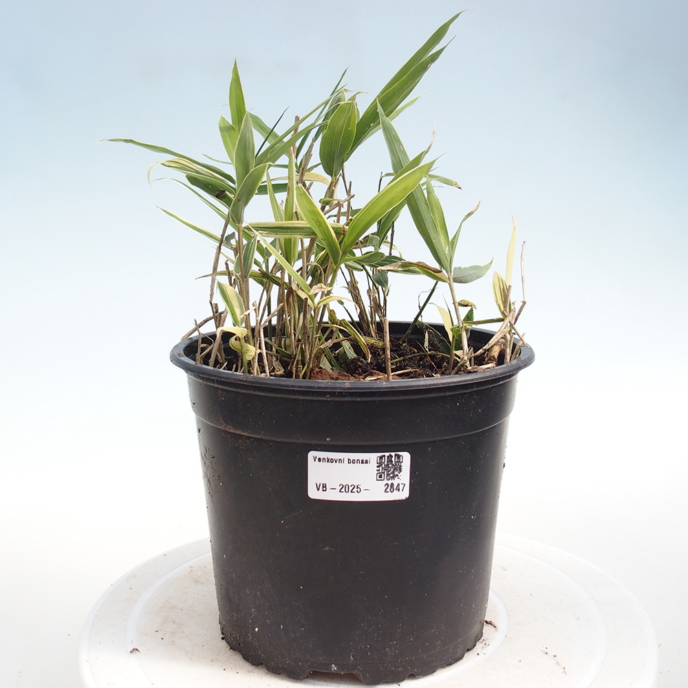 Bonsaï d'extérieur - Sasaella masamuneana Albostriata - Bambou