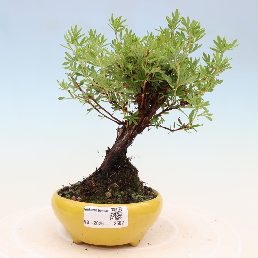 Bonsaï d'extérieur - Potentila fruticosa