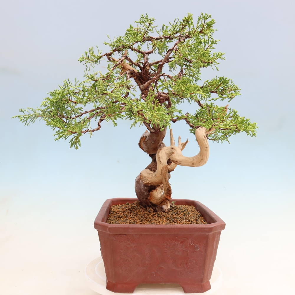 Bonsaï d'extérieur - Juniperus chinensis Itoigawa-Juniperus chinensis