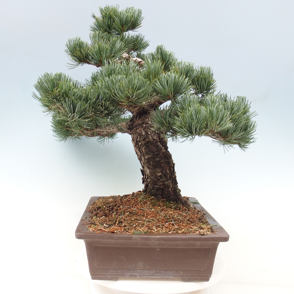 Bonsaï d'extérieur - Pinus parviflora - Pinus parviflora