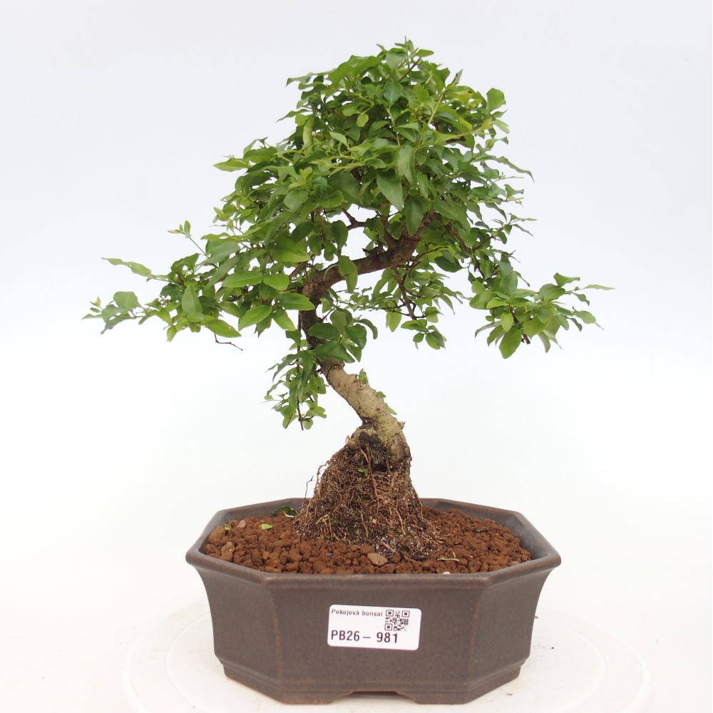 Bonsaï de chambre -Ligustrum chinensis - Bec d'oiseau
