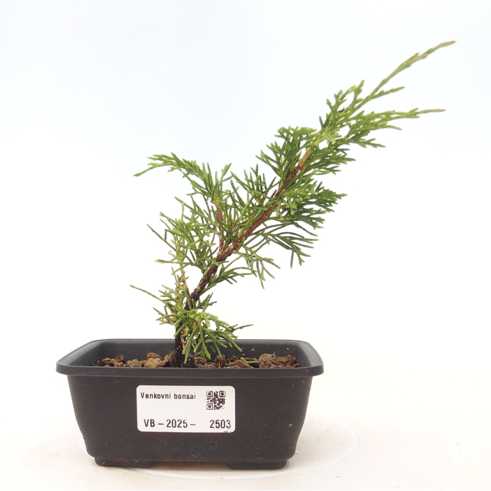 Bonsaï d'extérieur - Juniperus chinensis Itoigawa