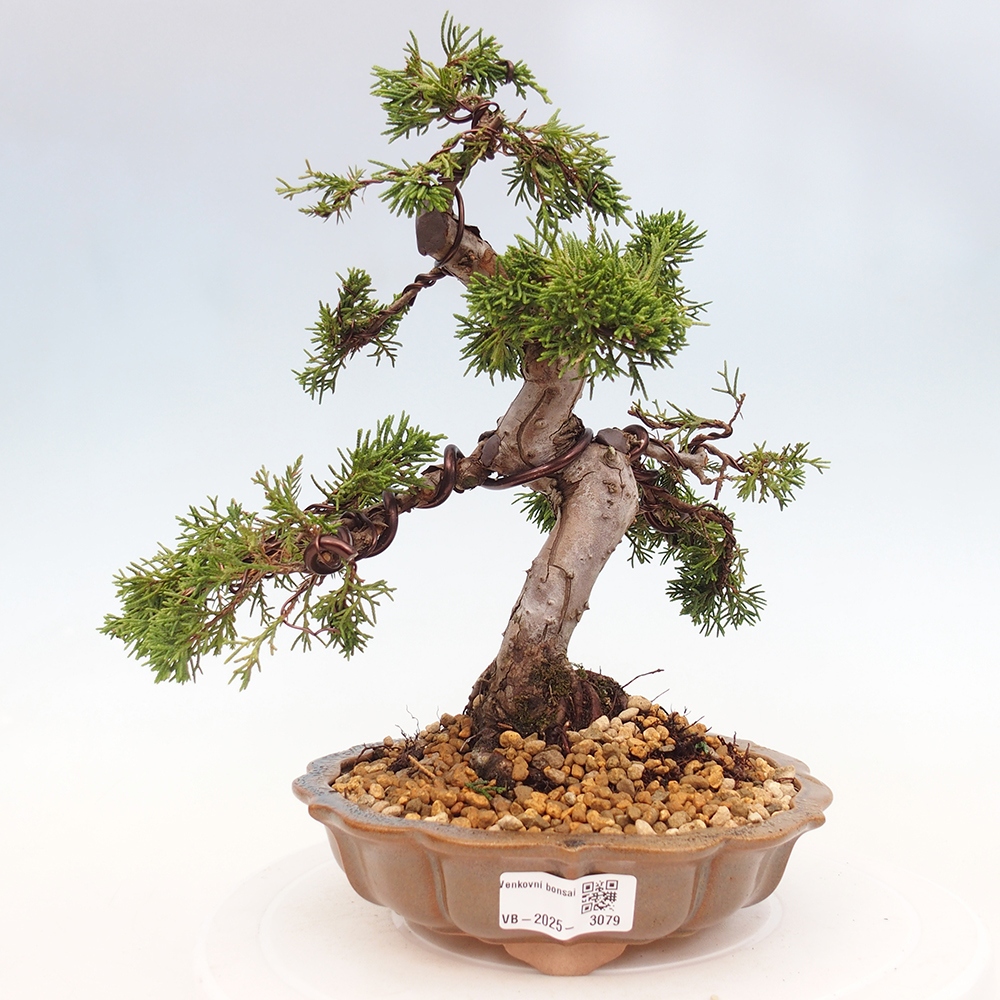 Bonsaï d'extérieur - Juniperus chinensis Itoigawa