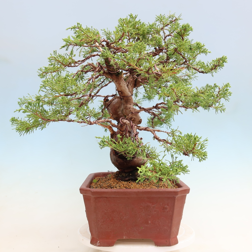 Bonsaï d'extérieur - Juniperus chinensis Itoigawa-Juniperus chinensis