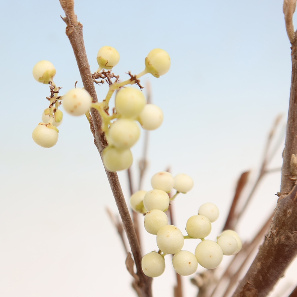 Bonsaï d'extérieur - Callicarpa bodinieri « Snowqueen » - Callicarpa