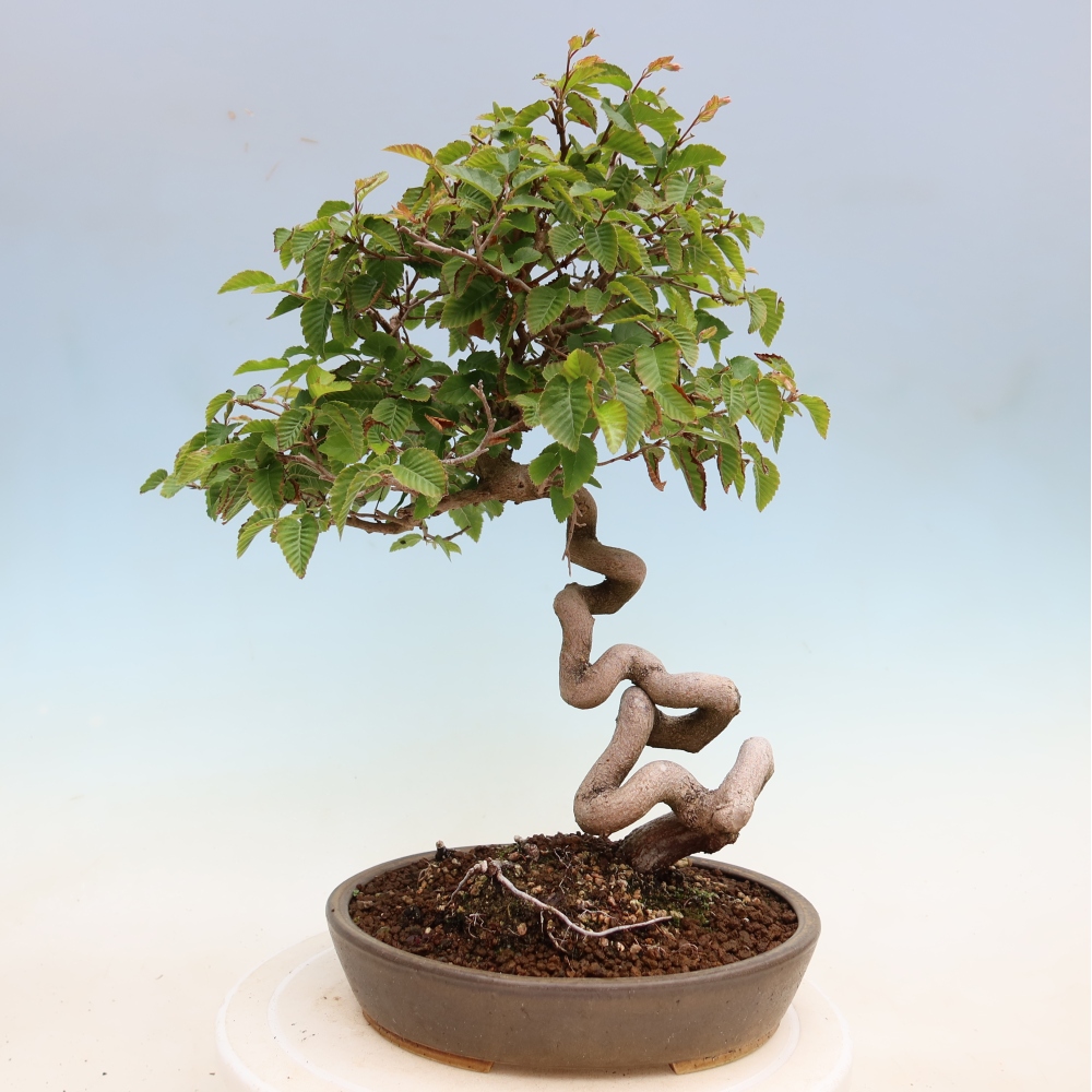 Bonsaï d'extérieur -Carpinus Coreana - Charme de Corée