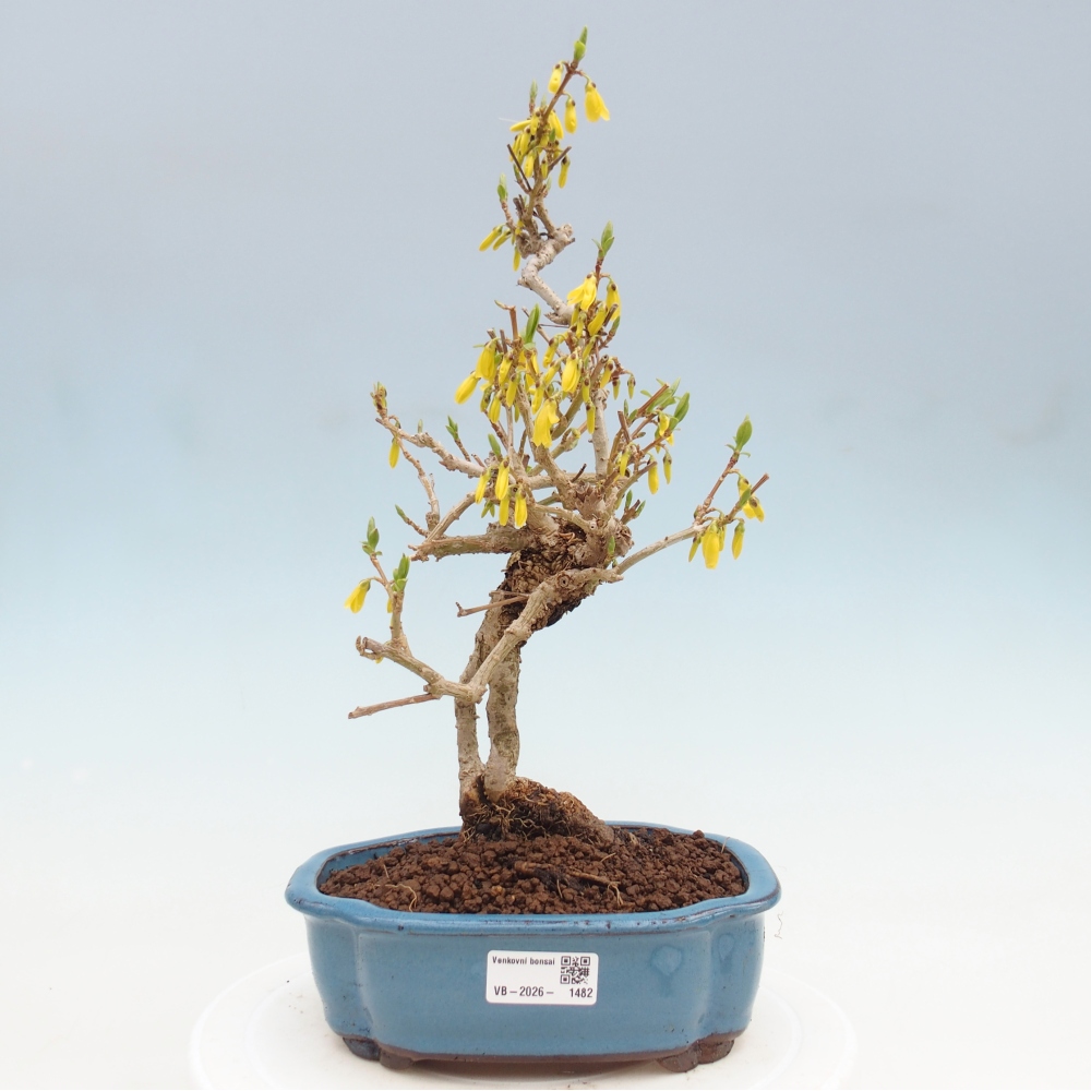 Bonsaï d'extérieur - Zlatice - Forsythia koreana