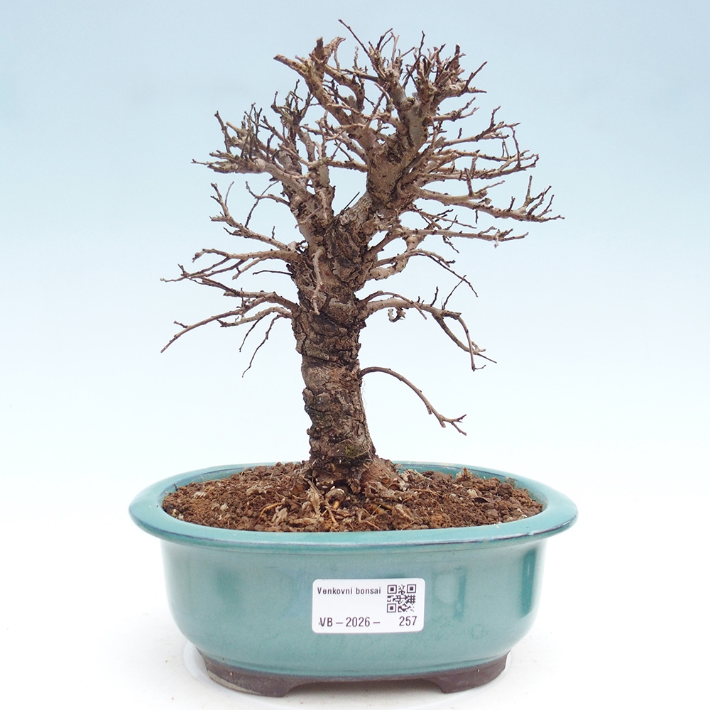 Bonsaï d'extérieur - Zelkova - Zelkova NIRE