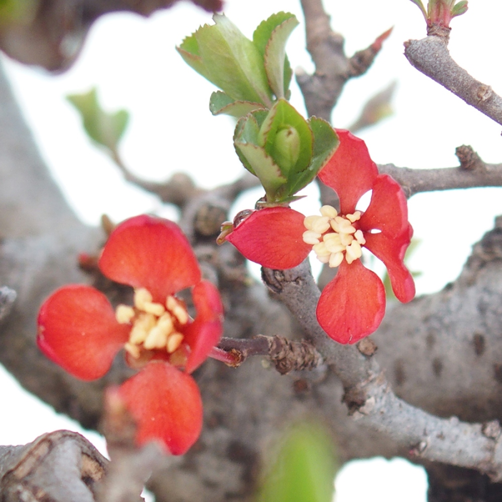 Bonsaï d'extérieur - Chaneomeles speciosa - Coing