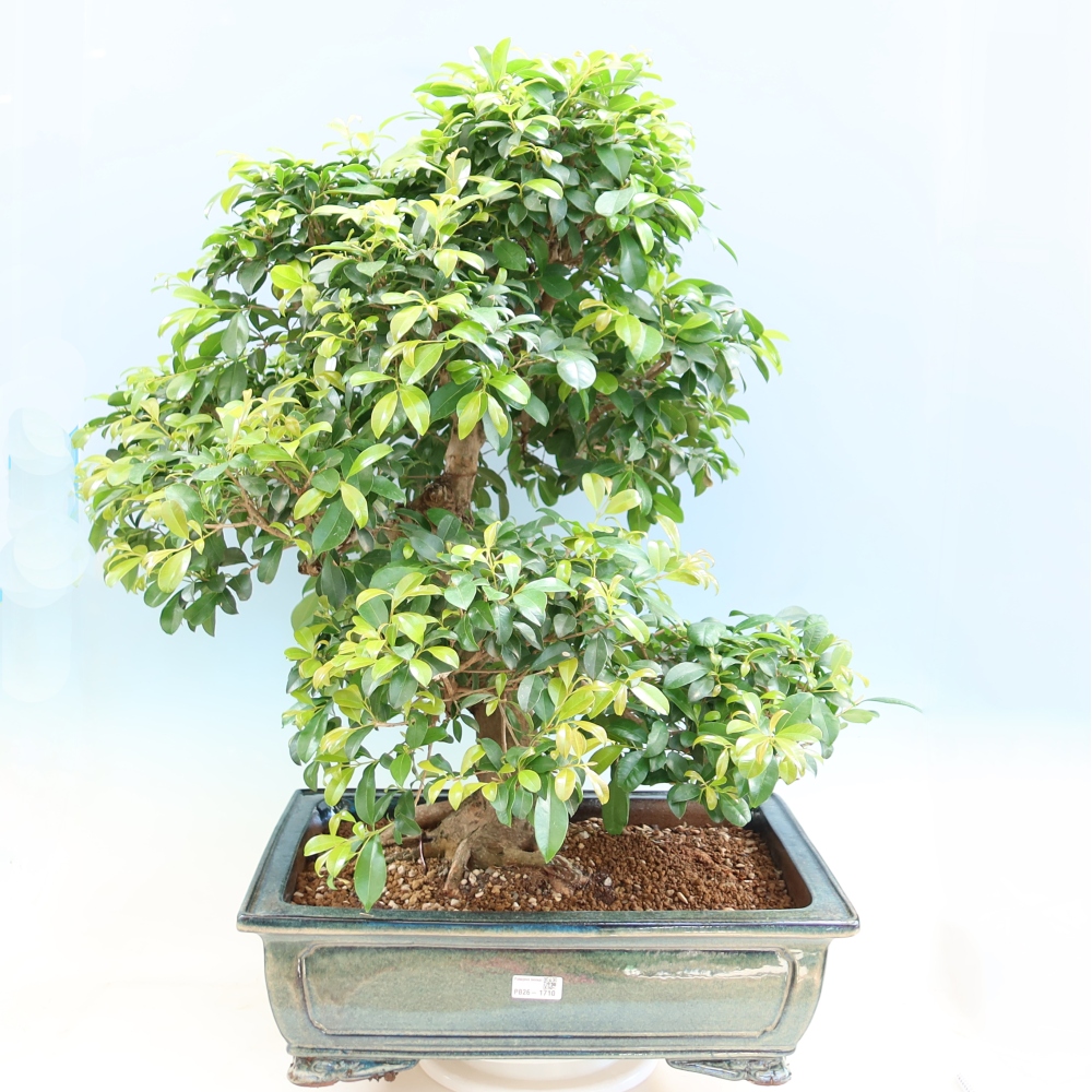 Salle bonsaï - Cerisier australien - Eugenia uniflora