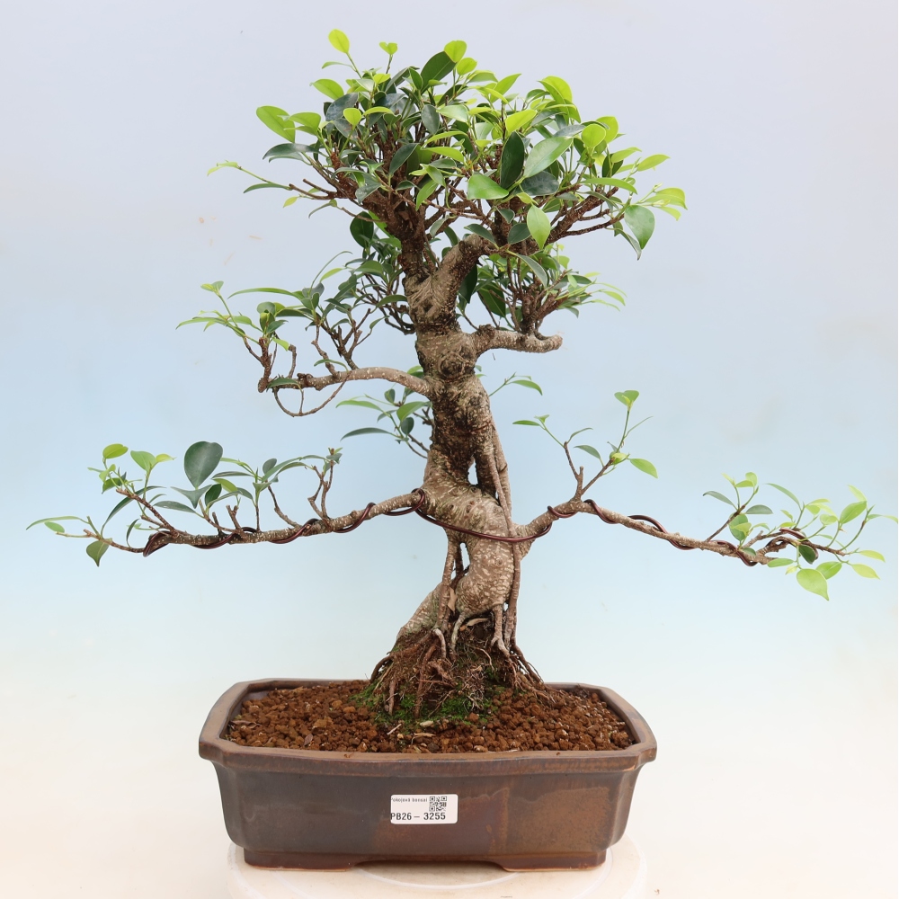 Salle bonsaï - Ficus kimmen - ficus à petites feuilles