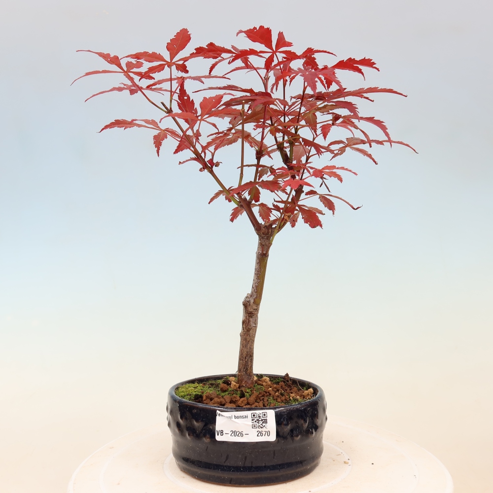 Bonsaï d'extérieur - Acer palm. Atropurpureum-Javor palmate