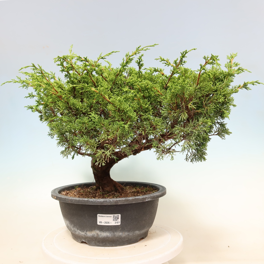 Bonsaï d'extérieur - Juniperus chinensis Itoigawa-Juniperus chinensis